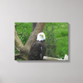 Bald Eagle Canvas Afdruk (Voorkant)
