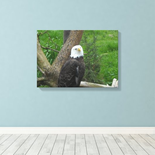 Bald Eagle Canvas Afdruk (Insitu (Houten vloer))
