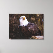 Bald Eagle Canvas Afdruk (Voorkant)