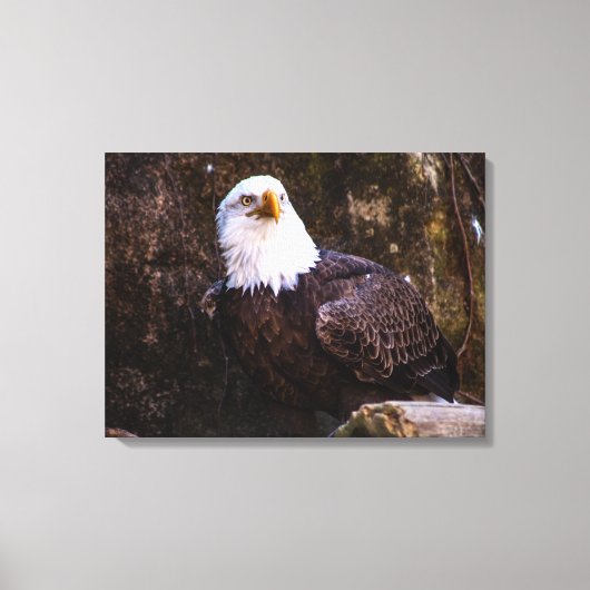Bald Eagle Canvas Afdruk (Voorkant)