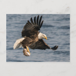 Bald Eagle Catching Food Briefkaart
