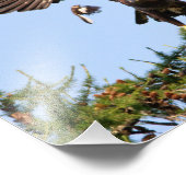 Bald Eagle Chased door een spotvogel Foto Afdruk (Hoek)