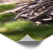 Bald Eagle Chick - Fine Art Prints (Hoek)