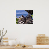 Bald Eagle Chick - Fine Art Prints (Keuken)