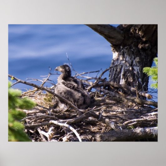 Bald Eagle Chick - Fine Art Prints (Voorkant)