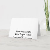 Bald Eagle Chick - Kaarten (Achterkant)