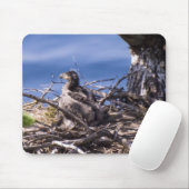 Bald Eagle Chick - Muismat (Met muis)