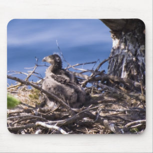 Bald Eagle Chick - Muismat