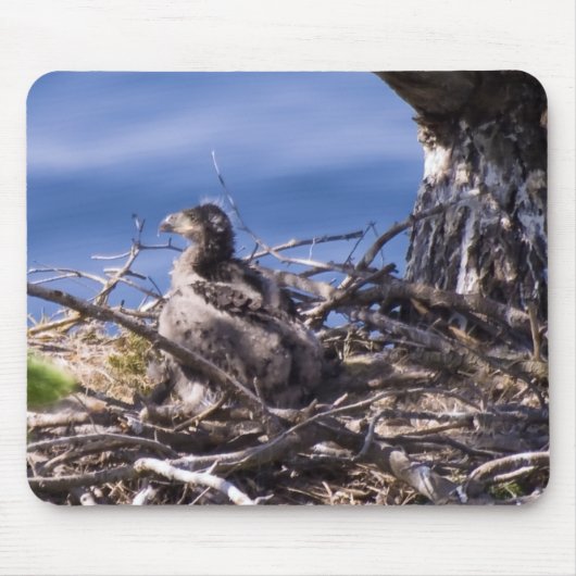 Bald Eagle Chick - Muismat (Voorkant)