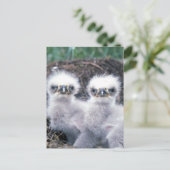 Bald Eagle Chicken Briefkaart (Staand voorkant)
