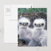 Bald Eagle Chicken Briefkaart (Voorkant / Achterkant)