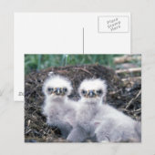 Bald Eagle Chicken Briefkaart (Voorkant / Achterkant)