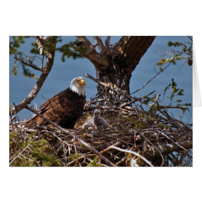 Bald Eagle Chicken - Card (Voorkant Horizontaal)