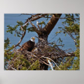 Bald Eagle Chicken - Fine Art Prints (Voorkant)