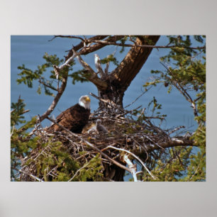 Bald Eagle Chicken - Fine Art Prints