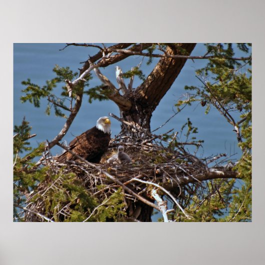 Bald Eagle Chicken - Fine Art Prints (Voorkant)
