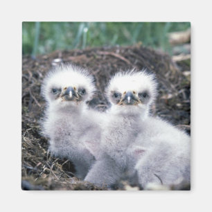 Bald Eagle Chicken Magneet