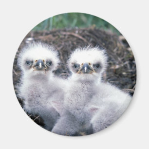 Bald Eagle Chicken Magneet