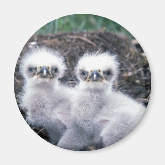 Bald Eagle Chicken Magneet (Voorkant)