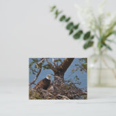 Bald Eagle Chicks - Visitekaartje (Staand voorkant)