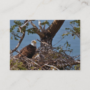 Bald Eagle Chicks - Visitekaartje