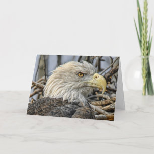 Bald Eagle Close Up Wenskaart Kaart