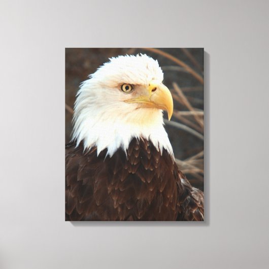 Bald Eagle Closeup Canvas Afdruk (Voorkant)