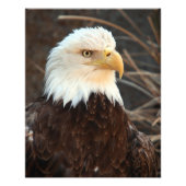 Bald Eagle Closeup Foto Afdruk (Voorkant)
