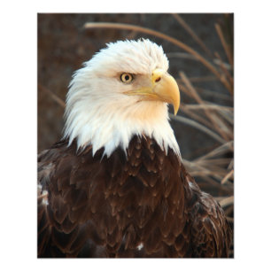 Bald Eagle Closeup Foto Afdruk