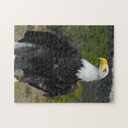 Bald Eagle Colorado. Legpuzzel (Horizontaal)