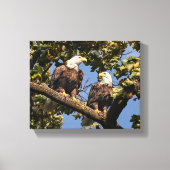Bald Eagle Couple Canvas Afdruk (Voorkant)