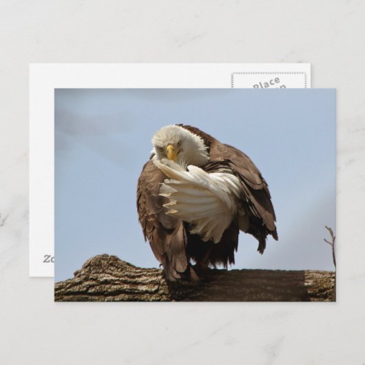 Bald Eagle (de vogel die de vogel geeft) Briefkaart (Voorkant / Achterkant)