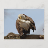 Bald Eagle (de vogel die de vogel geeft) Briefkaart (Voorkant)