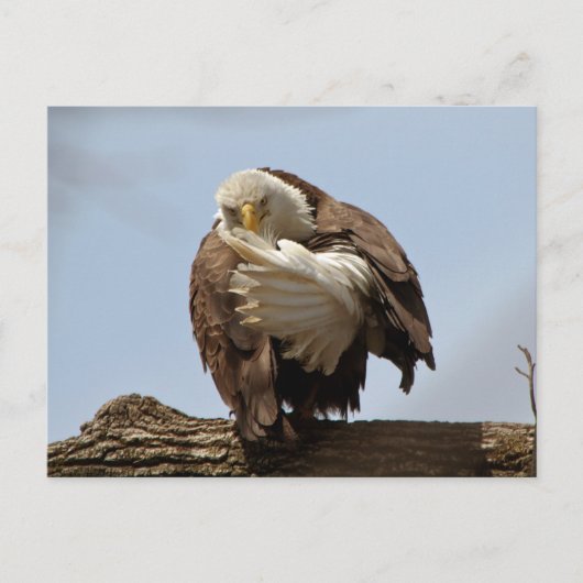 Bald Eagle (de vogel die de vogel geeft) Briefkaart (Voorkant)