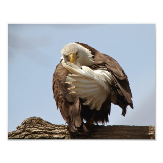 Bald Eagle (de vogel die de vogel geeft) Foto Afdruk (Voorkant)
