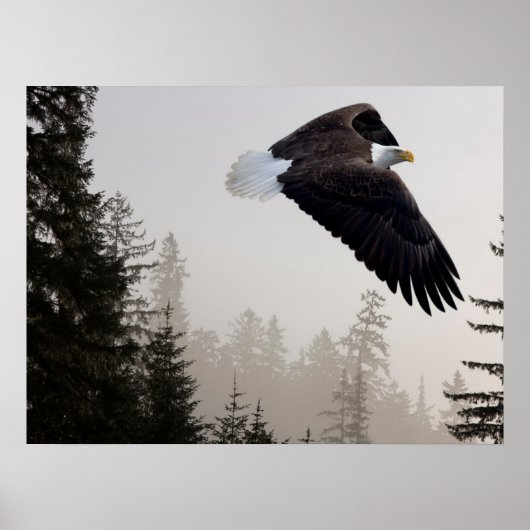 Bald Eagle die door de mist trekt Poster (Voorkant)