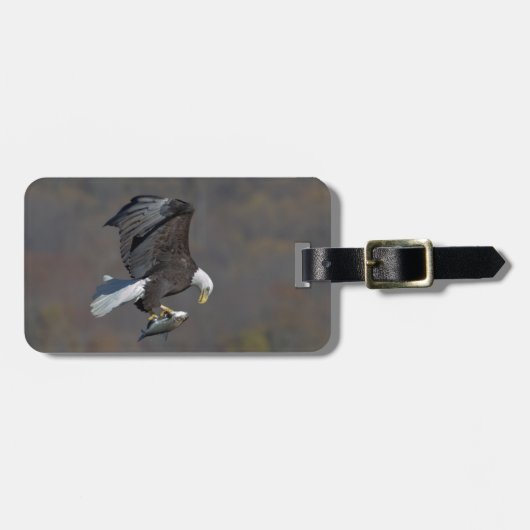 Bald Eagle die naar een vis staart Bagagelabel (Voorkant horizontaal)