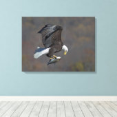 Bald Eagle die naar een vis staart Canvas Afdruk (Insitu (Houten vloer))