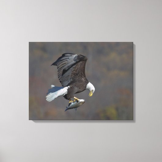 Bald Eagle die naar een vis staart Canvas Afdruk (Voorkant)