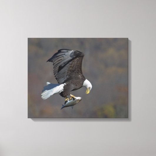 Bald Eagle die naar een vis staart Canvas Afdruk (Voorkant)
