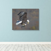 Bald Eagle die naar een vis staart Canvas Afdruk (Insitu (Houten vloer))