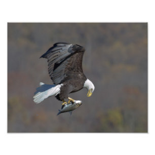 Bald Eagle die naar een vis staart Foto Afdruk
