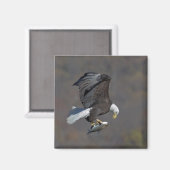 Bald Eagle die naar een vis staart Magneet (Voorkant / Achterkant)