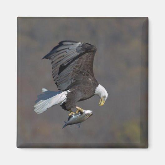 Bald Eagle die naar een vis staart Magneet (Voorkant)
