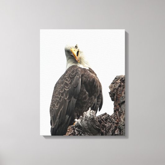 Bald Eagle die naar je kijkt Canvas Afdruk (Voorkant)