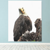 Bald Eagle die naar je kijkt Canvas Afdruk (Insitu (Houten vloer))