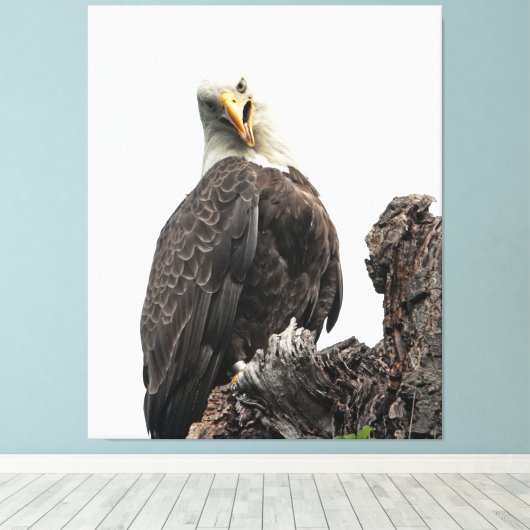 Bald Eagle die naar je kijkt Canvas Afdruk (Insitu (Houten vloer))