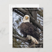 Bald Eagle die naar me kijkt Briefkaart (Voorkant / Achterkant)