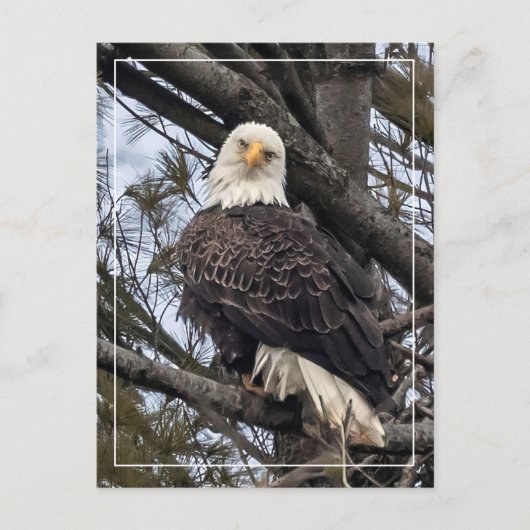 Bald Eagle die naar me kijkt Briefkaart (Voorkant)