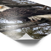 Bald Eagle die naar me kijkt Foto Afdruk (Hoek)
